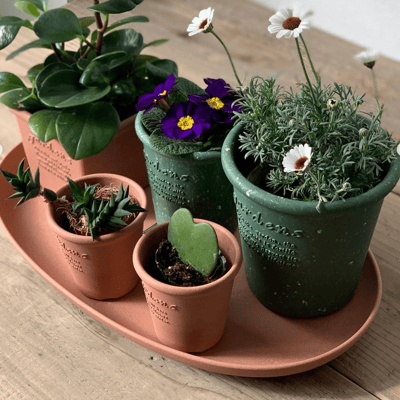 日本Hachiman Gardens 3吋 復古園藝環保盆組（附底盤）3