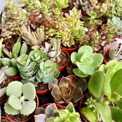 4種多肉植物綜合包2