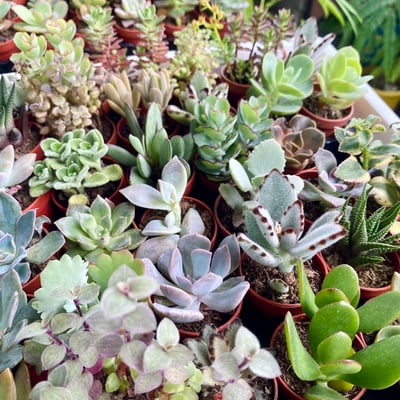 4種多肉植物綜合包3