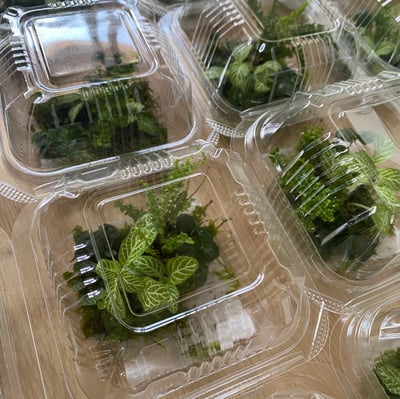 生態瓶綜合植物盒1