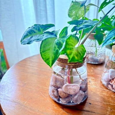 波光綠意｜水耕植藝x工藝玻璃瓶組4