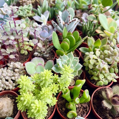 4種多肉植物綜合包4