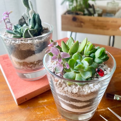 企業課程｜沙畫杯多肉組盆2