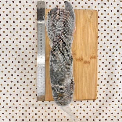 加拿大冷凍波龍2