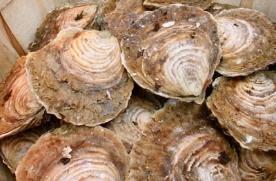 法國進口貝隆Belon生蠔1