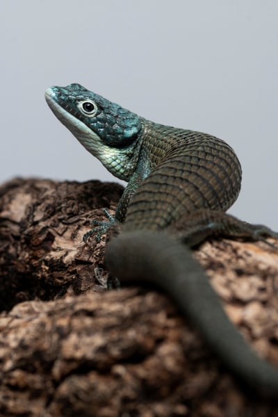 綠樹鱷蜥｜Abronia graminea6