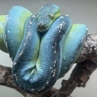 藍黑派阿魯島｜Green Tree Python6
