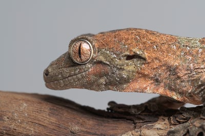 魔物守宮｜Mniarogekko chahoua3