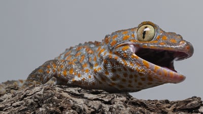 大守宮｜Gekko gecko4