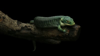 綠樹鱷蜥｜Abronia graminea10