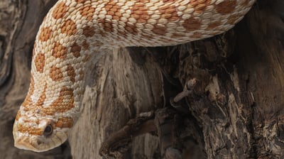 西部鼻蛇｜Heterodon nasicus1