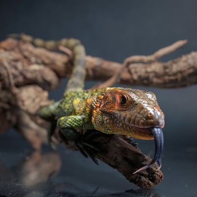 秘魯鰐蜥｜Dracaena guianensis4