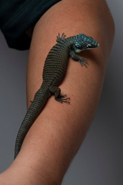 綠樹鱷蜥｜Abronia graminea9