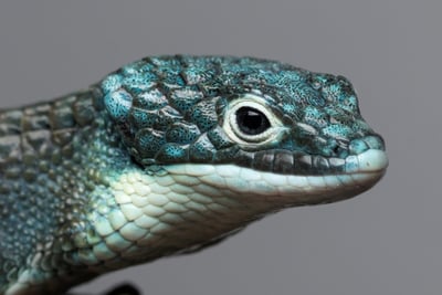 綠樹鱷蜥｜Abronia graminea2