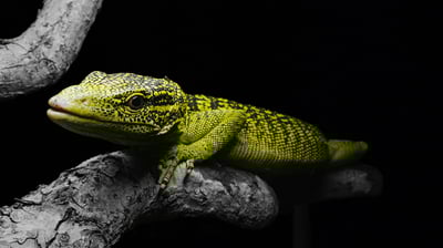 瑞氏巨蜥｜Varanus reisingeri2