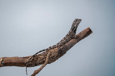 傘蜥蜴｜Chlamydosaurus kingii7