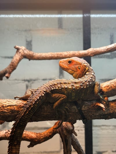 秘魯鰐蜥｜Dracaena guianensis6