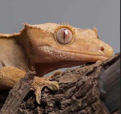 睫角守宮｜Correlophus ciliatus2