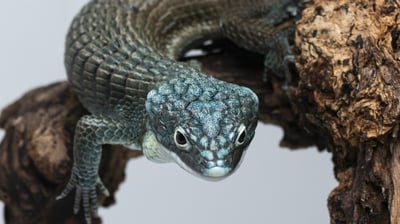 綠樹鱷蜥｜Abronia graminea3