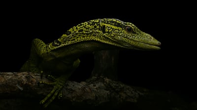 瑞氏巨蜥｜Varanus reisingeri3