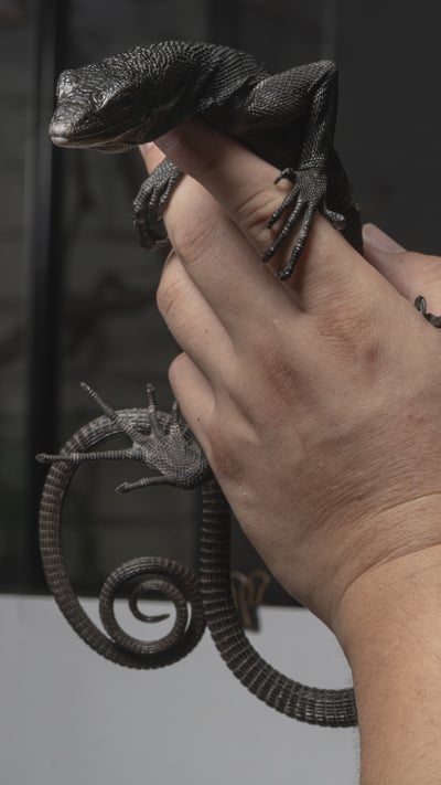 黑樹巨蜥｜Varanus beccarii3