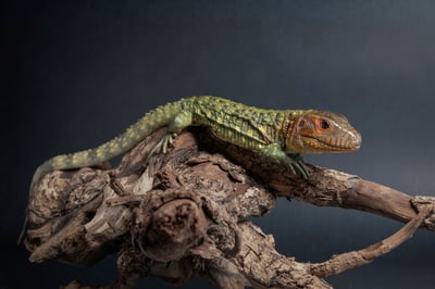 秘魯鰐蜥｜Dracaena guianensis2