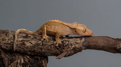 睫角守宮｜Correlophus ciliatus1