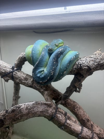 藍黑派阿魯島｜Green Tree Python7