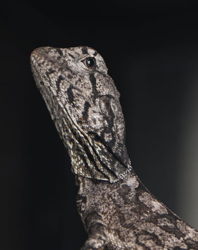 傘蜥蜴｜Chlamydosaurus kingii2