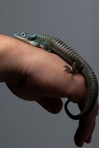 綠樹鱷蜥｜Abronia graminea8