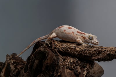蓋勾亞守宮｜Rhacodactylus auriculatus1