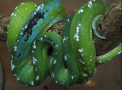 藍黑派阿魯島｜Green Tree Python4