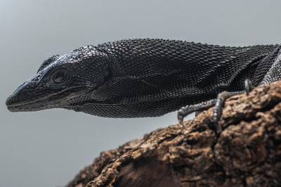 黑樹巨蜥｜Varanus beccarii1