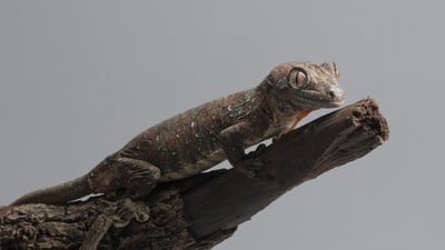 魔物守宮｜Mniarogekko chahoua1