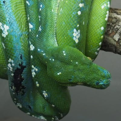 藍黑派阿魯島｜Green Tree Python3
