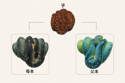 藍黑派阿魯(公) X 比亞克顯性紅苗(母)｜子代4