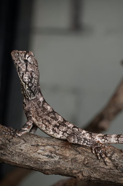 傘蜥蜴｜Chlamydosaurus kingii5