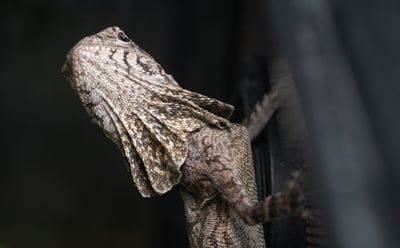 傘蜥蜴｜Chlamydosaurus kingii1