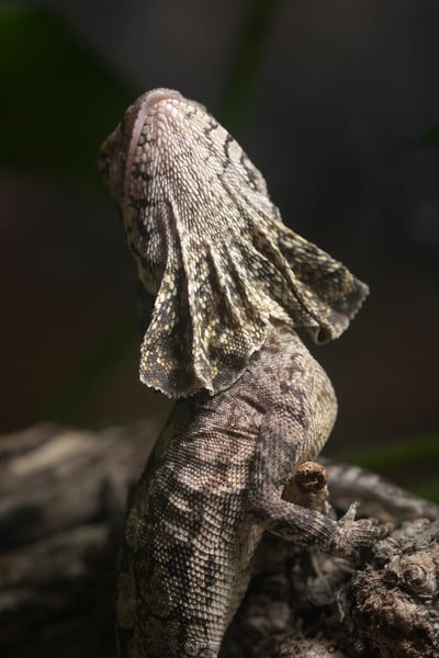 傘蜥蜴｜Chlamydosaurus kingii3