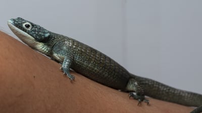 綠樹鱷蜥｜Abronia graminea11
