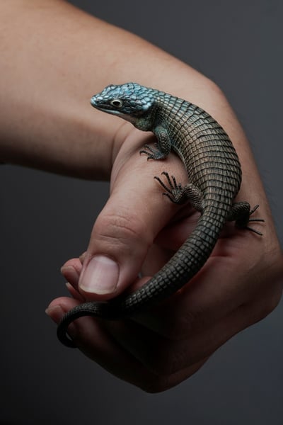 綠樹鱷蜥｜Abronia graminea7