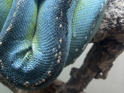 藍黑派阿魯島｜Green Tree Python5
