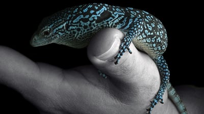 藍樹巨蜥｜Varanus macraei5