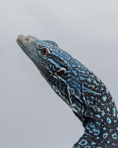 藍樹巨蜥｜Varanus macraei2