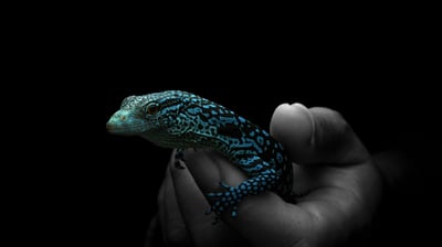 藍樹巨蜥｜Varanus macraei4