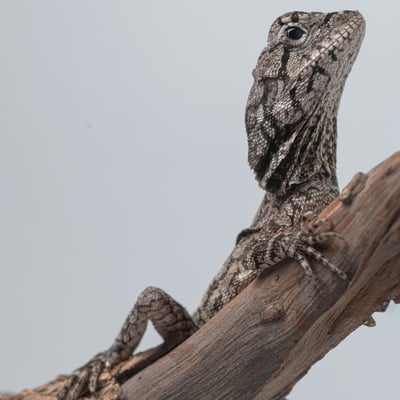 傘蜥蜴｜Chlamydosaurus kingii6