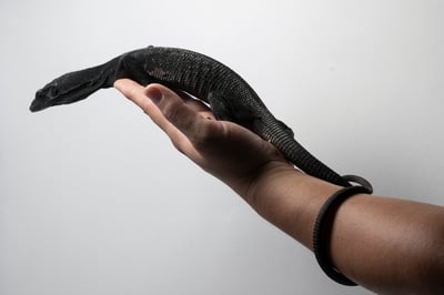 黑樹巨蜥｜Varanus beccarii2