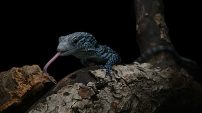 藍樹巨蜥｜Varanus macraei1