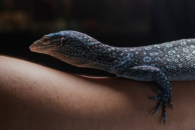 藍樹巨蜥｜Varanus macraei3