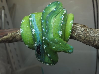 藍黑派阿魯島｜Green Tree Python1